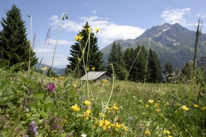 Preview 5 top advantages for your summer holidays in St. Anton