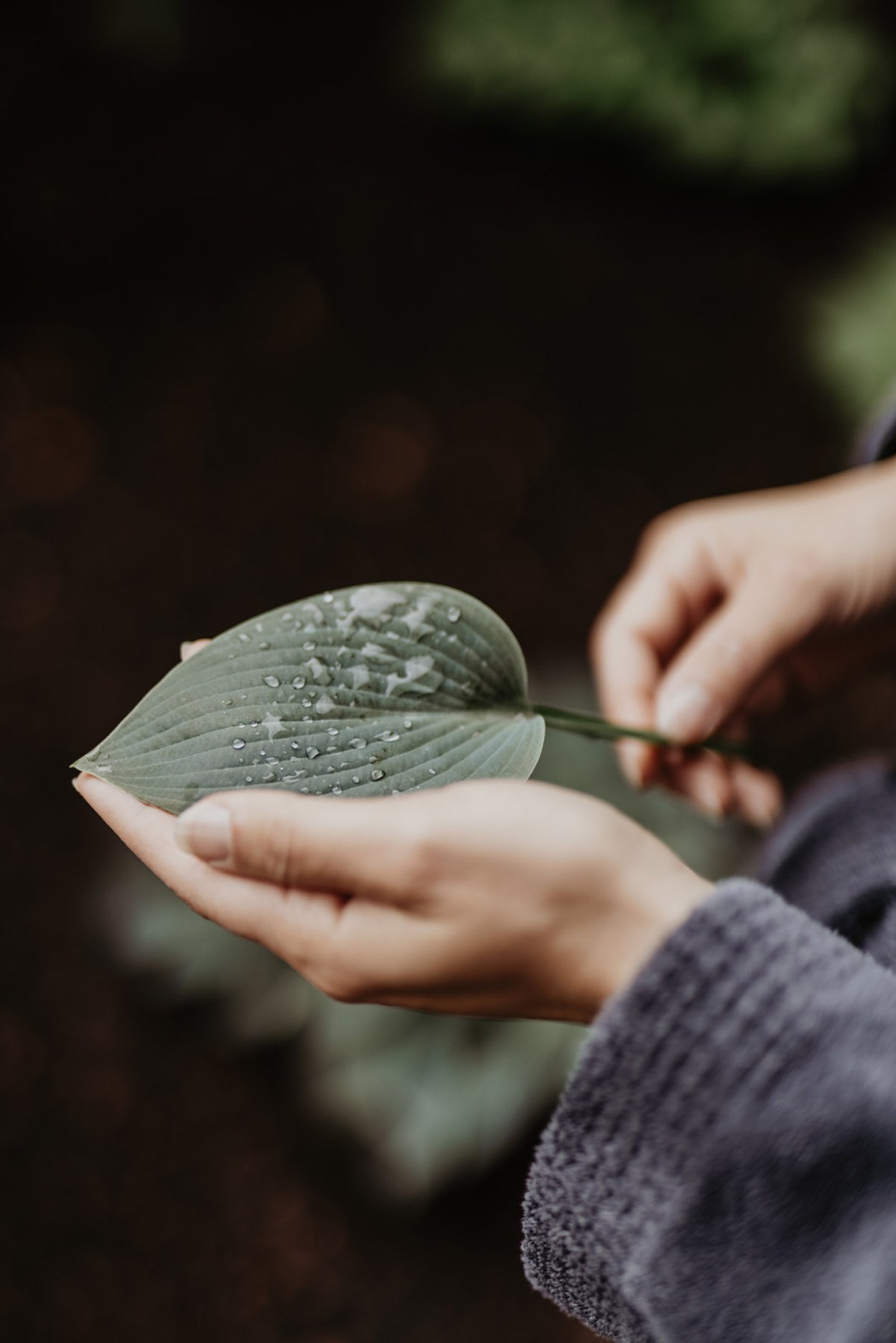 Hände halten ein Hosta-Blatt mit Wassertropfen vor dunklem Gartengrund