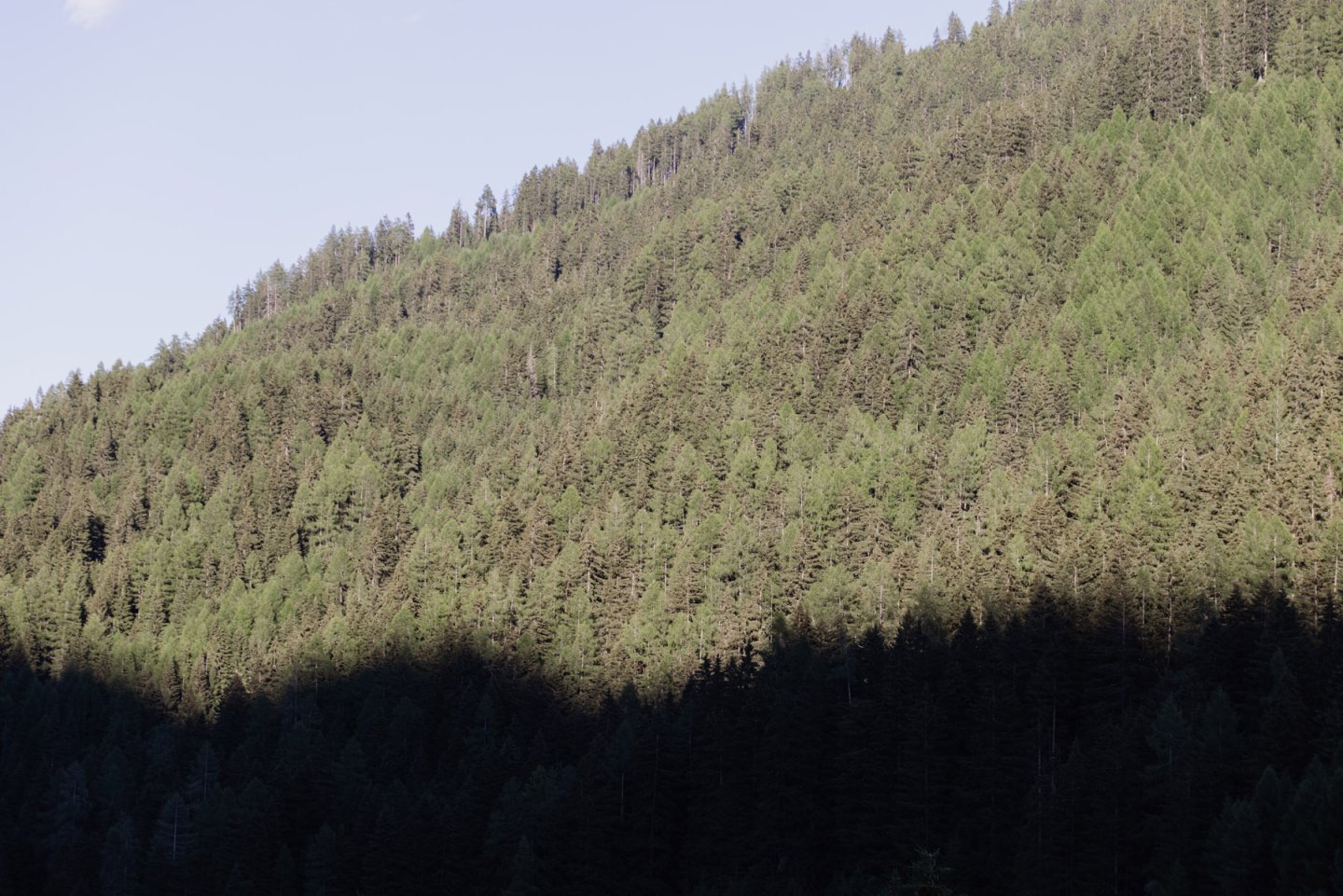 Dicht bewaldeter Berghang aus Nadelbäumen im Abendlicht